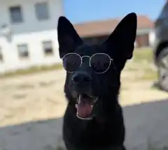 Heißer Sommer, coole Haustiere