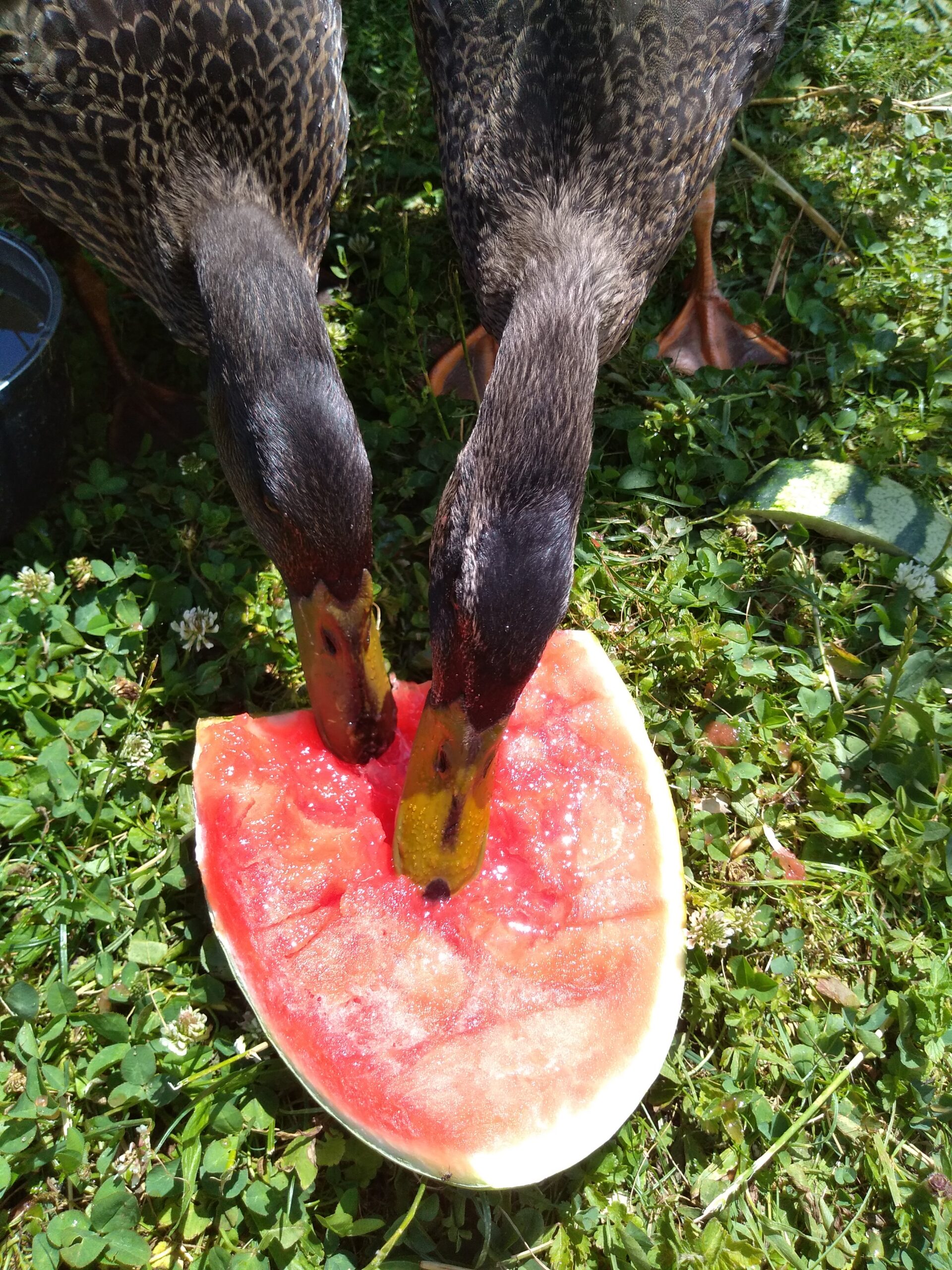 Heißer Sommer, coole Haustiere