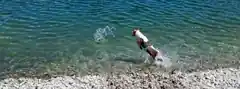 Heißer Sommer, coole Haustiere