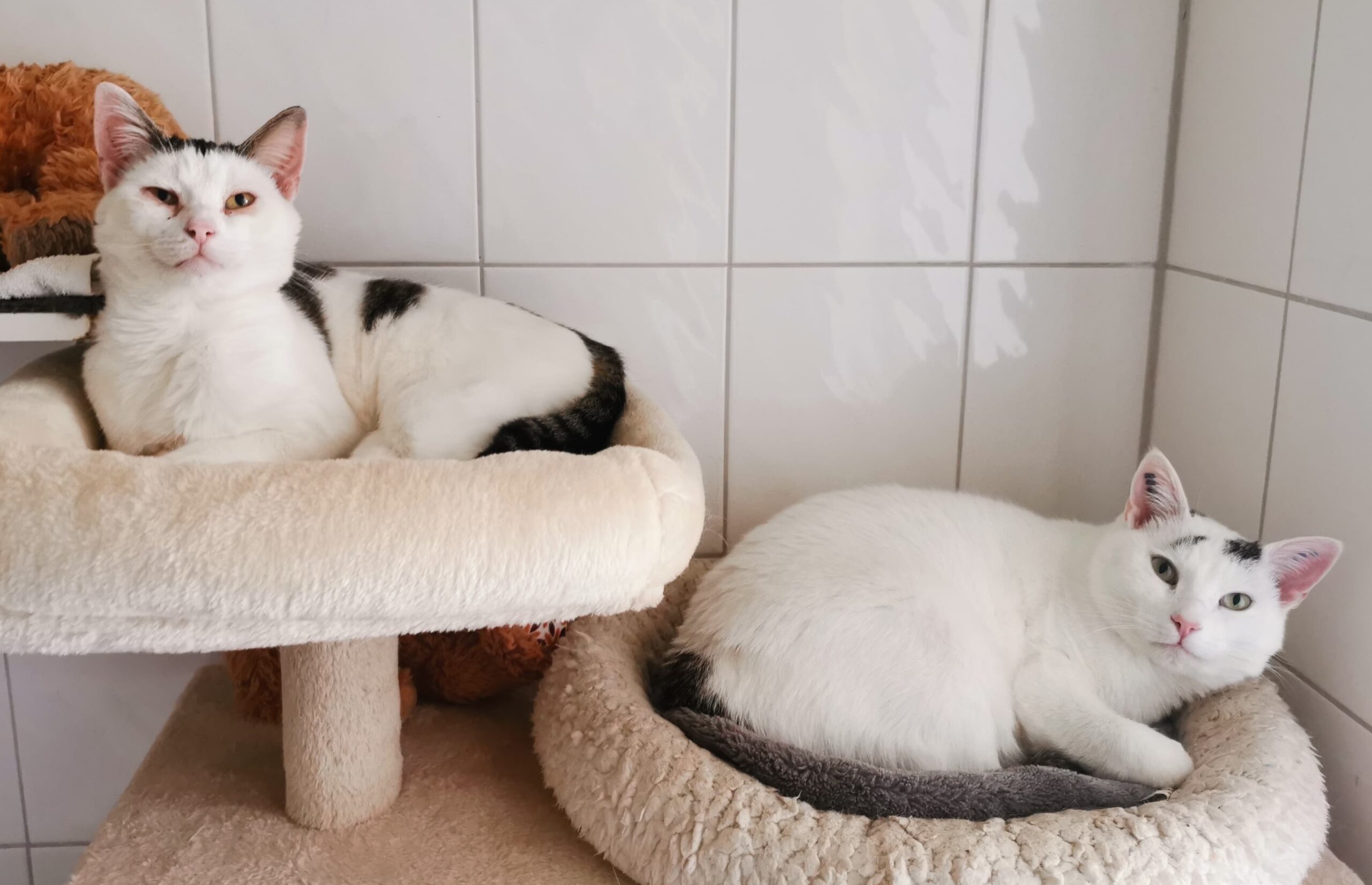 „Ino“ und „Mucki“ suchen ein Zuhause