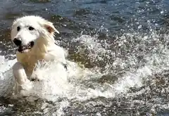 Heißer Sommer, coole Haustiere