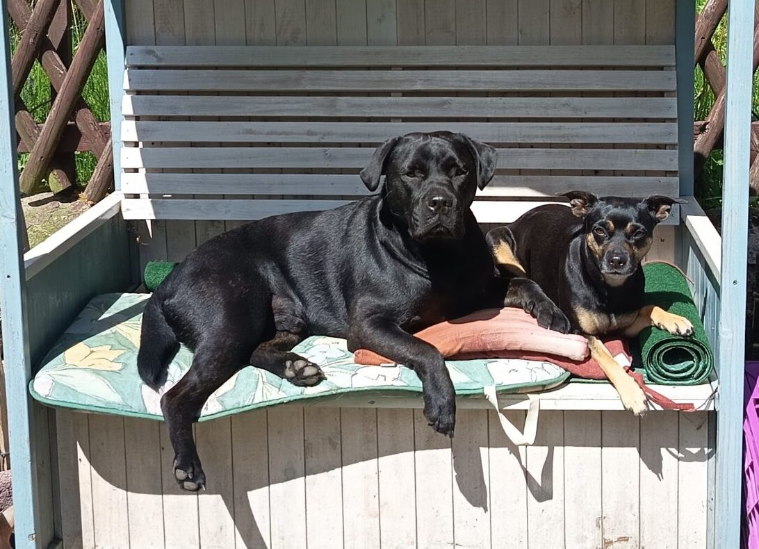 Heißer Sommer, coole Haustiere