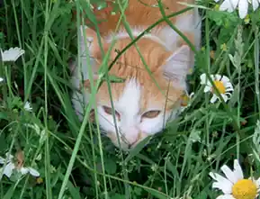 Pfaffing hat ein Katzen-Problem
