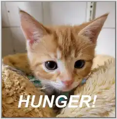 Es wird ernst für Katzen-Besitzer
