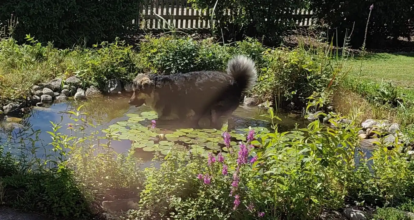 Ein tierisches Dankeschön