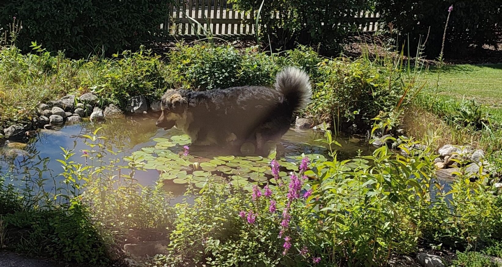 Ein tierisches Dankeschön
