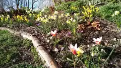 „Gestalten mit Blumenzwiebeln“