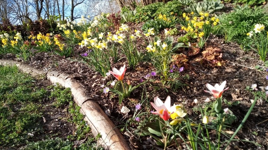 „Gestalten mit Blumenzwiebeln“