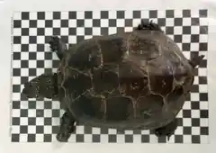Wem gehört diese Sumpf-Schildkröte?