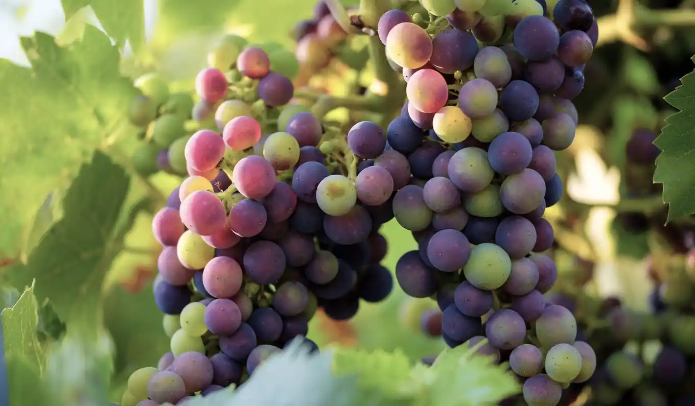 Vom Obst zum Wein