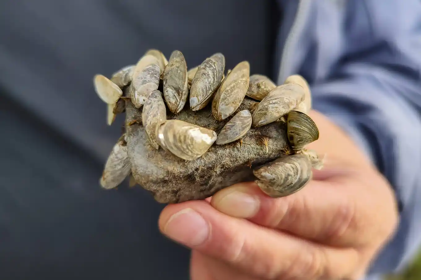 Bezirk plant Monitoring für Quaggamuschel